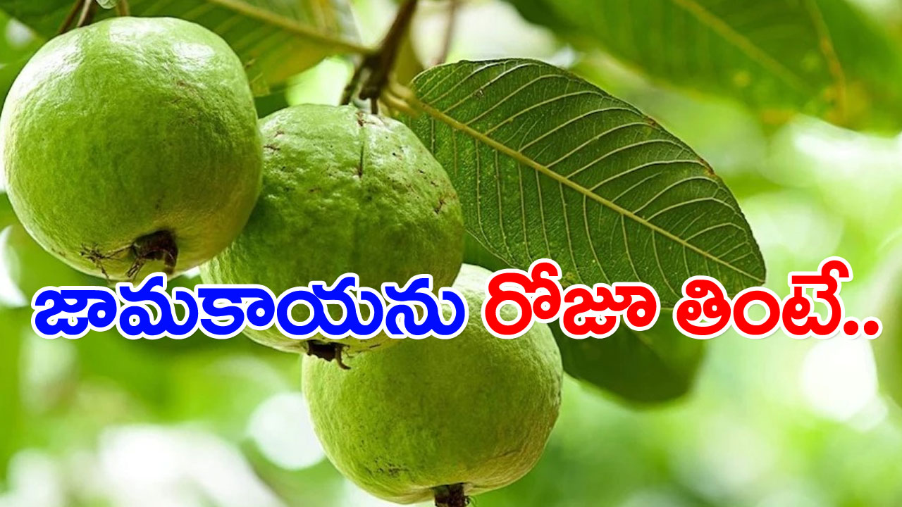 జామ ఎందుకు: కొలెస్ట్రాల్ మరియు మధుమేహాన్ని నియంత్రించే జామ..
